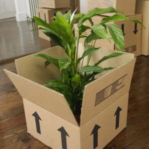 moving boxes for plants